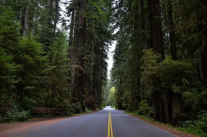 Redwood National and State parks - Best places to visit in California